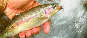 Image result for Tallulah River GA Fishing