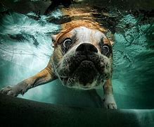 Image result for Water Dog Funny Wallpapers