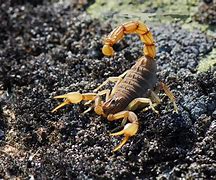 Image result for Beautiful Scorpion