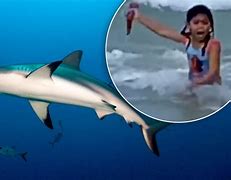 Image result for Girl killed by shark