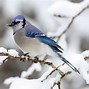 Image result for Blue Jay Bird Wings