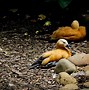 Image result for Animals That Live at Taronga Zoo