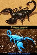 Image result for Green Emperor Scorpion