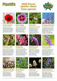Image result for Identify Wildflowers by Color