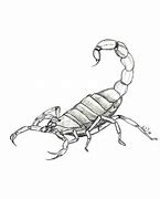 Image result for Scorpion Drawings