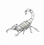 Image result for Scorpion Sketches