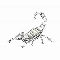 Image result for Sqorpion Drawing