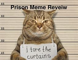 Image result for Funny Jail Cat