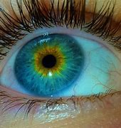 Image result for Martin Bormann Eye Color