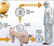 Image result for Bird Flu Human