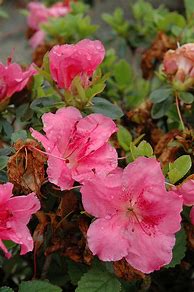 Image result for Conversation Piece Azalea, 1 Gal- Blooms 2 Times A Year