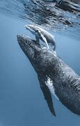 Image result for Humpback Whale Calf and Mom