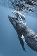 Image result for Humpback Whale and Human