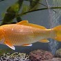 Image result for Cod Fish Close Up