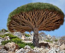 Image result for Tree Species