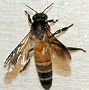 Image result for Honey Bee Size