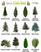 Image result for Types of Cedar Trees in California
