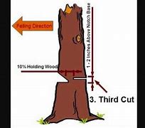 Image result for Humbolt Cut Tree Felling Techniques