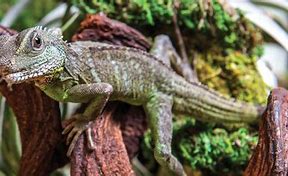Image result for Chinese Crested Water Dragon
