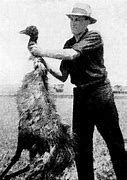 Image result for Emu War Casualties