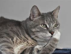 Image result for Deep Thought Cat