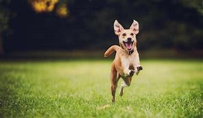 Image result for dogs running