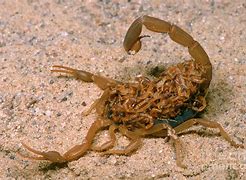 Image result for Scorpion with Babies
