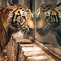 Image result for Mexican Zoo