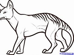 Image result for How to Draw Tasmanian Tiger