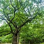 Image result for Red Oak Tree Growth Rate