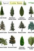 Image result for Cedar Tree Identification