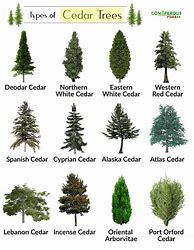 Image result for Types of Cedar Trees Ontario
