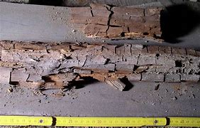 Image result for Dry Rot Wood