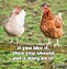 Image result for Funny Clean Chicken Jokes