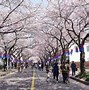 Image result for Korea Cherry Blossom Park