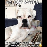 Image result for White Boxer Dog Funny Memes