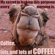 Image result for Wednesday Morning Coffee Meme