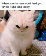 Image result for Cat Cant Fix That Meme