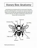 Image result for Bee Anatomy Worksheet