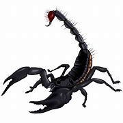 Image result for Scorpion Artwork PNG