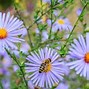 Image result for Growing Asters