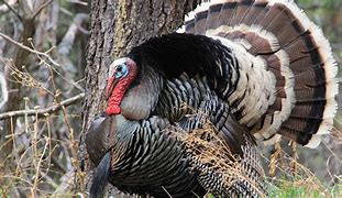 Image result for Maine Thanksgiving
