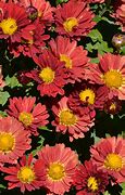 Image result for Are Mums Perennial
