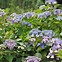 Image result for Blue Lace Hydrangea