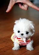 Image result for Teacup Puppies That Don't Shed