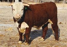 Image result for cattle Female with its offspring