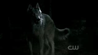 Image result for TVD Werewolf