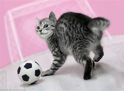 猫　サッカー に対する画像結果