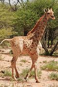 Image result for Short Giraffe