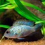 Image result for Blue Tank Fish